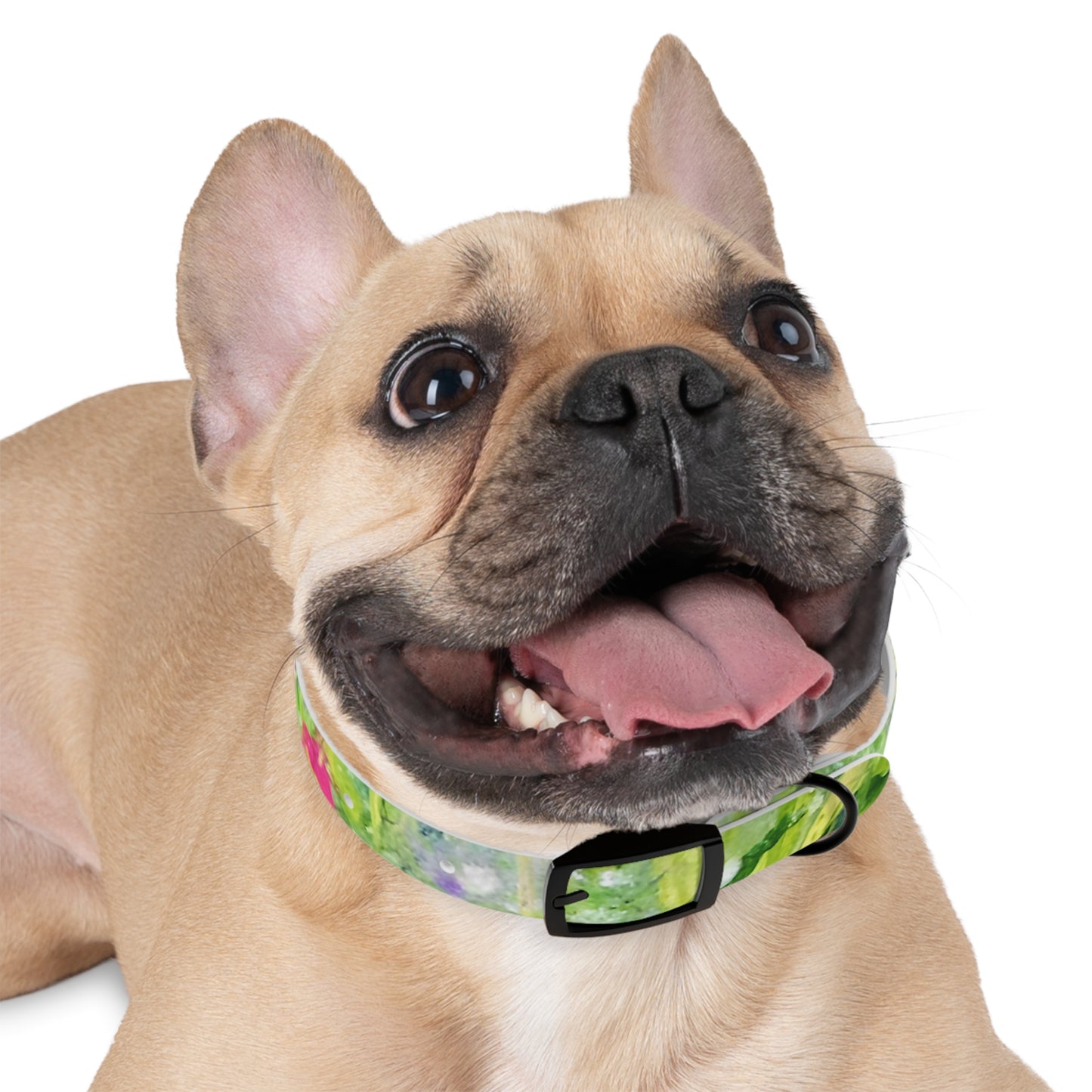 Dog Collar