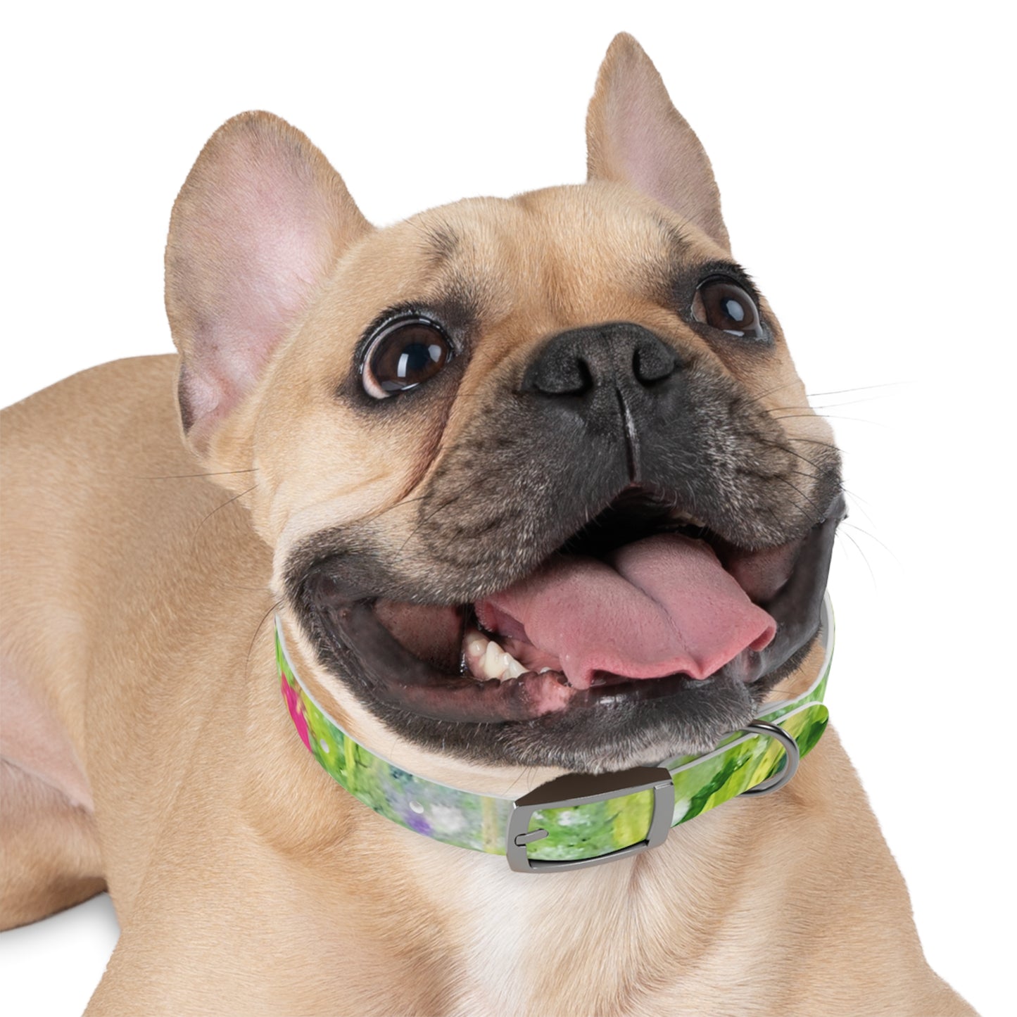 Dog Collar