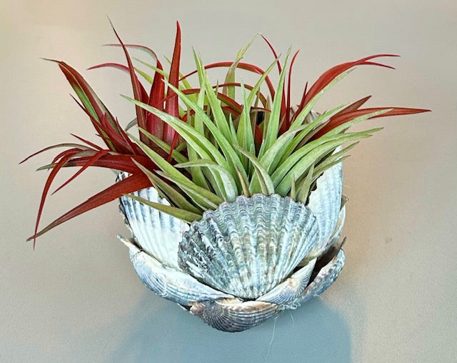 Seashell Air Plant Holder