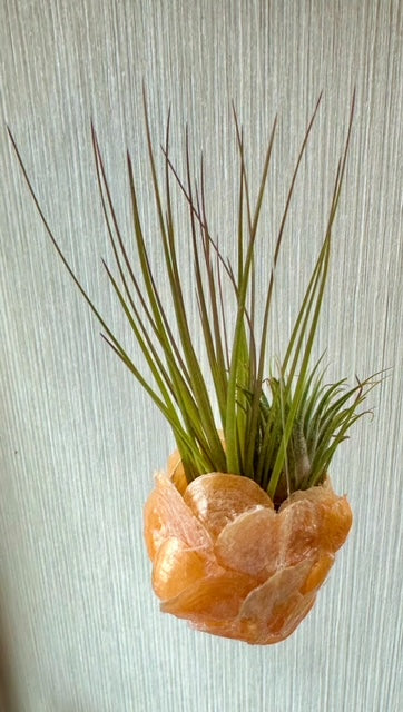 Air Plant Seashell Holder