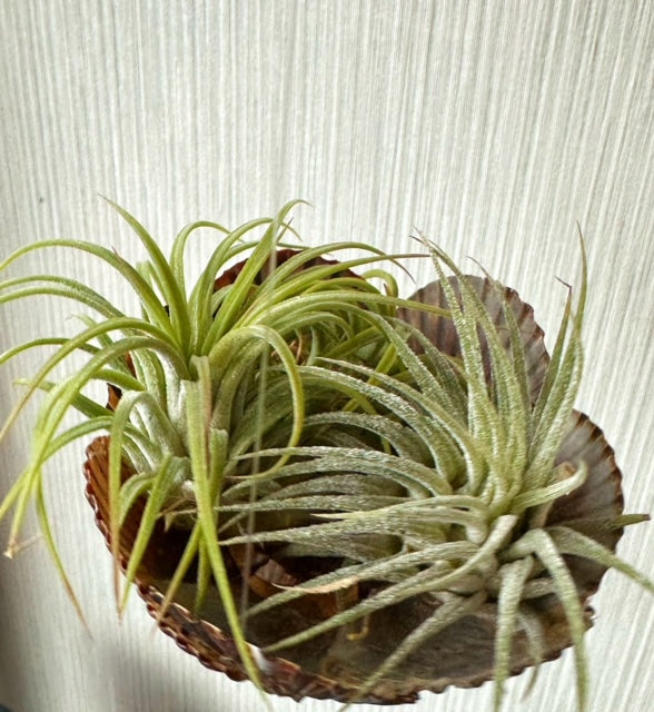 Air Plant Seashell Holder