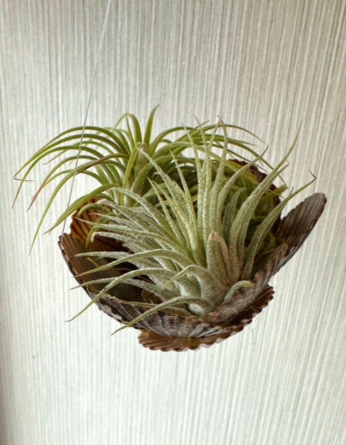 Air Plant Seashell Holder
