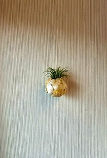 Air Plant Holder