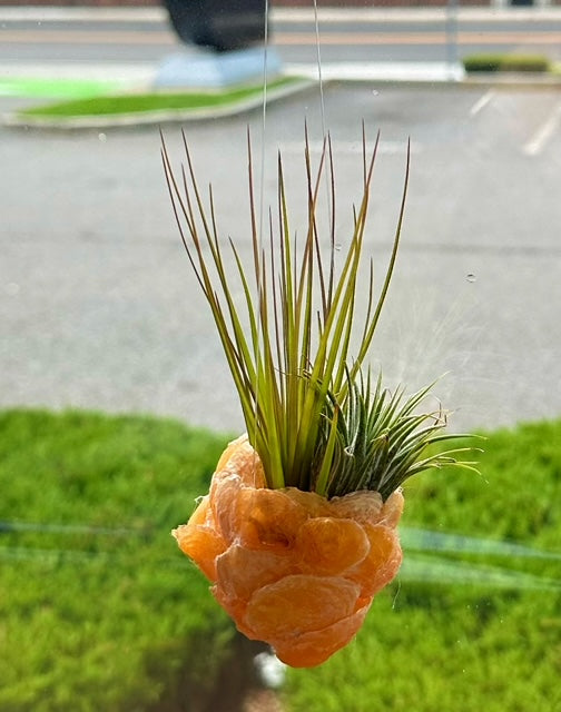 Air Plant Seashell Holder