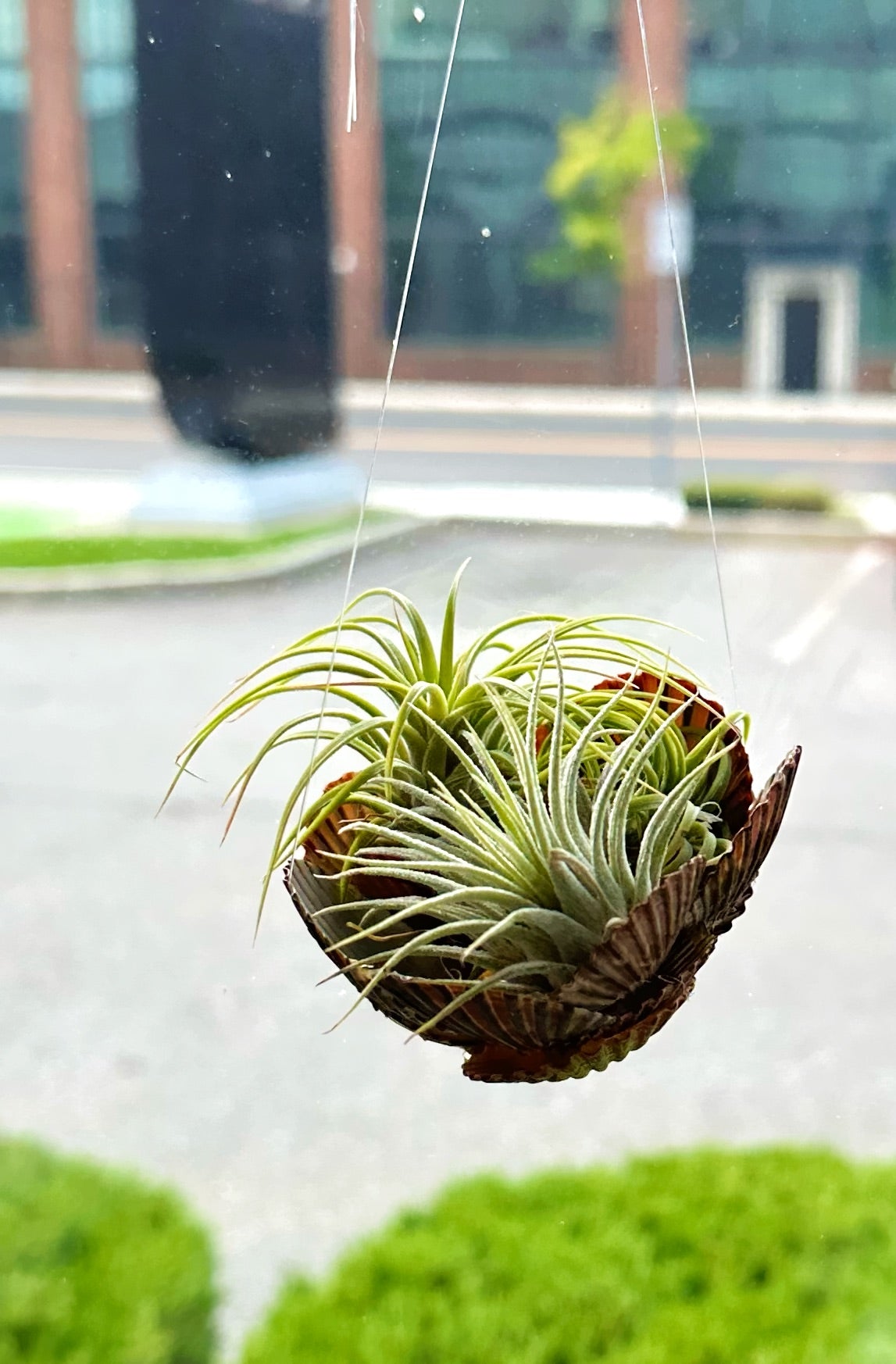 Air Plant Seashell Holder