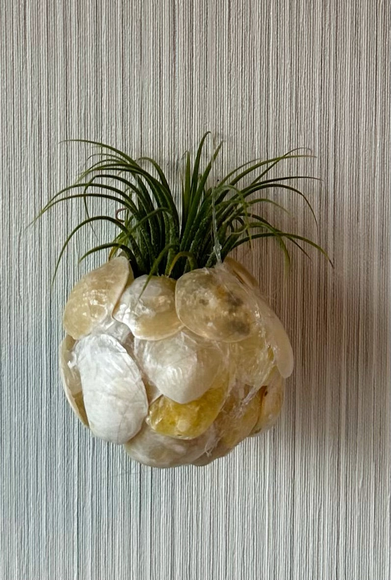 Air Plant Holder