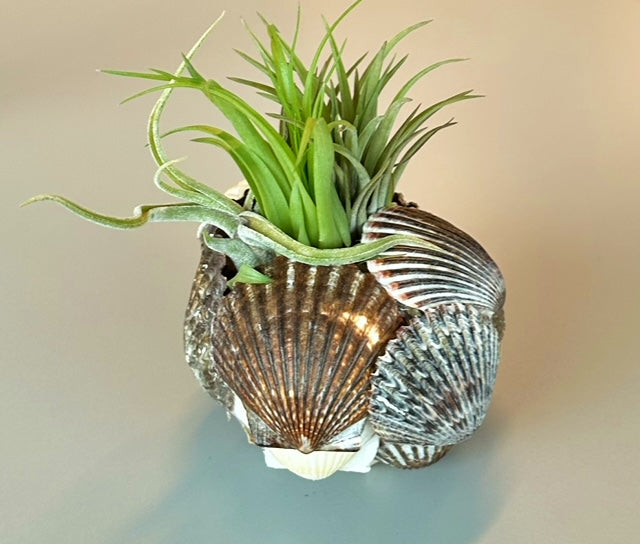 Seashell Air Plant Holder