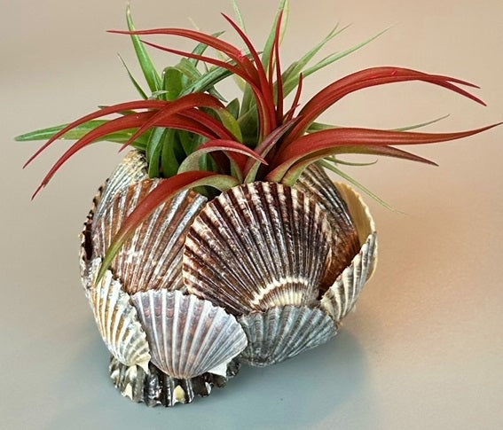 Seashell Air Plant Holder