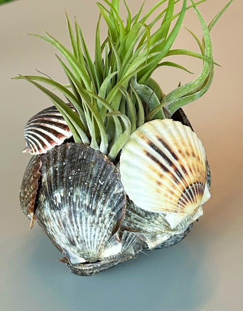 air plants in seashells Seashell Air Plant Holder