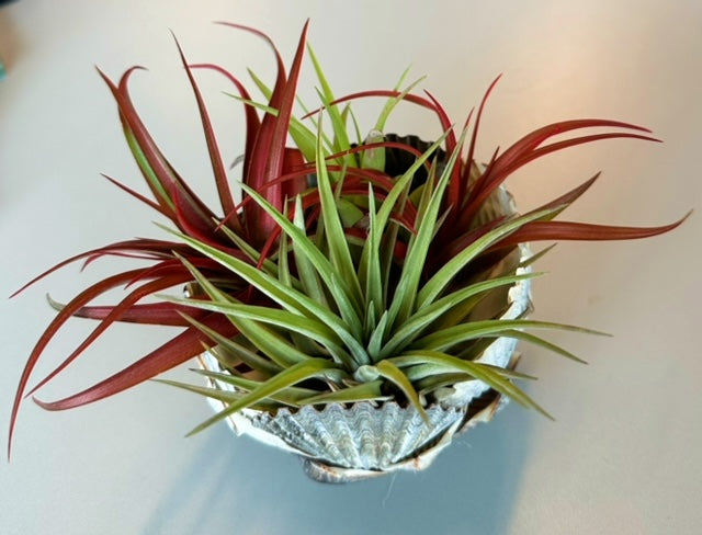 air plant in seashell Seashell Air Plant Holder – BSG Creations