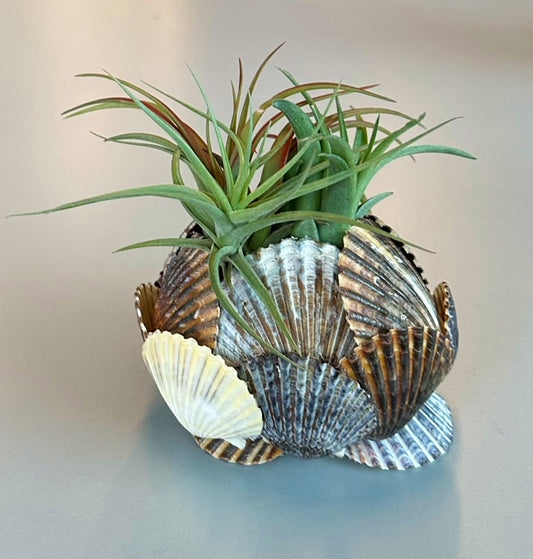 Seashell Air Plant Holder